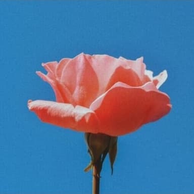 /lucup